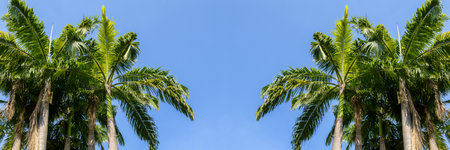 palm tree in gardenの写真素材