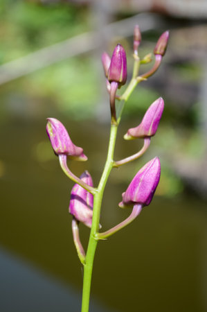 bud orchid flower in gardenの写真素材