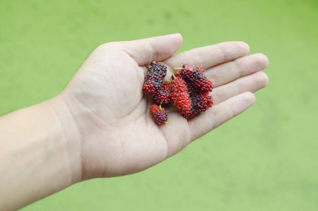 mulberry on male handの写真素材
