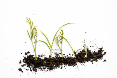 green acacia limb on white backgroundの写真素材