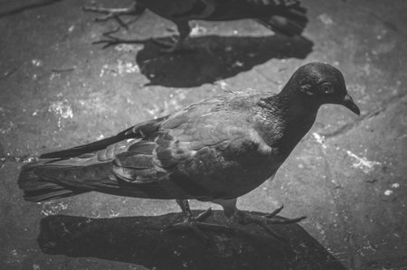 black and white of pigeon on cement floorの写真素材