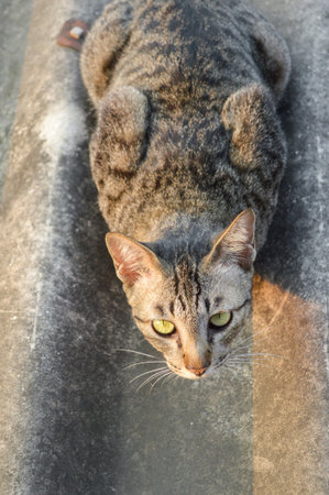 tabby cat on tile roof