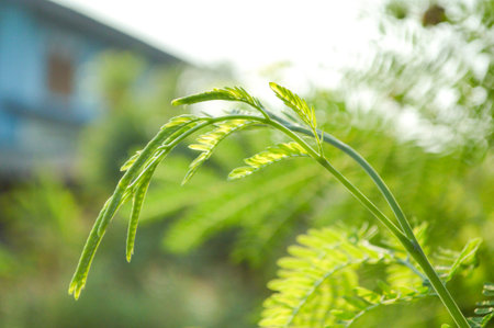 green acacia tree in garden - Acacia auriculiformis Cunn.の写真素材
