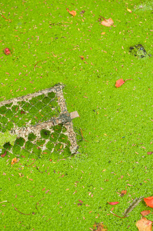 green duckweed on waterの写真素材