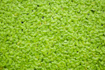green duckweed on water