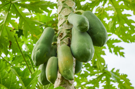 papaya tree in gardenの写真素材