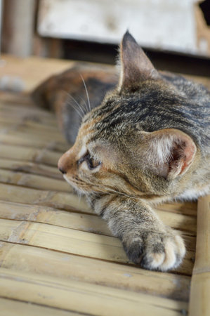 tabby cat on bamboo floorの写真素材