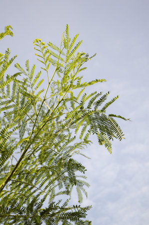 green acacia tree in garden , Acacia auriculiformis Cunn.