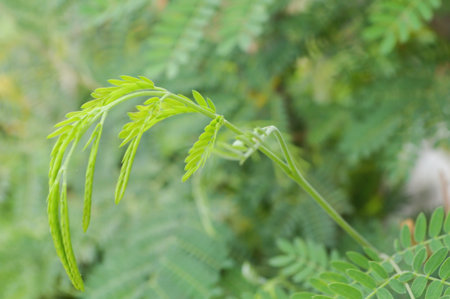 green acacia tree in garden - Acacia auriculiformis Cunn.の写真素材