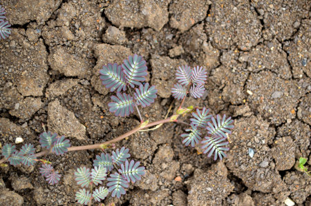 Sensitive plant on crack groundの写真素材