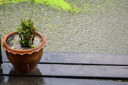 plants pot in raining dayの写真素材