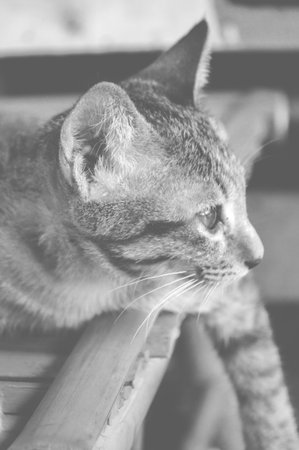 black and white or catの写真素材