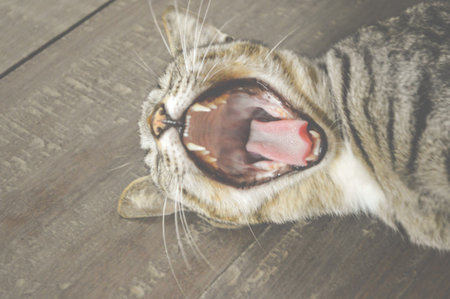 cat yawnの写真素材