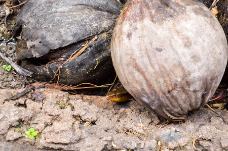 dry coconut