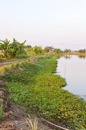 agriculture pond in country thailandの写真素材
