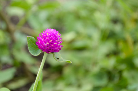Beautiful purple flowers or Globe Amaranth flower in gardenの写真素材