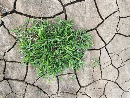 green grass on cracked soil in gardenの写真素材