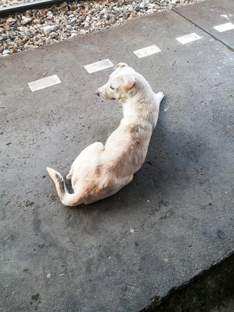 dog on cement floorの写真素材