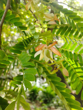 tamarind flower in garden