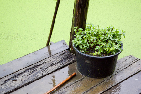 kitchen mint tree in plastic pot on wood floorの写真素材