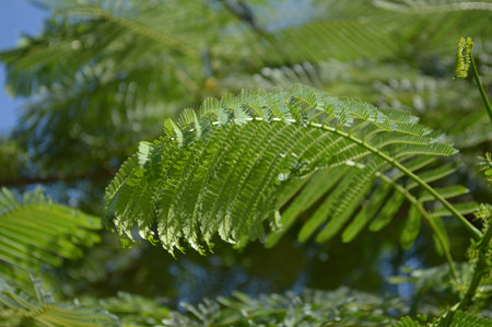 green Flam boyant leaves in gardenの写真素材