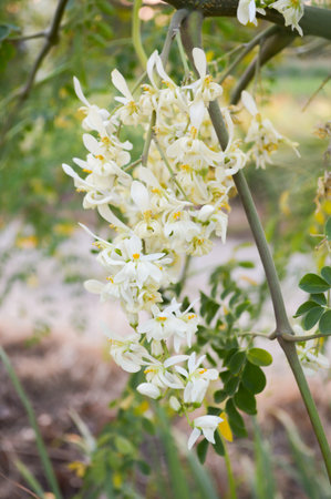 moringa oleifera flower in nature gardenの写真素材