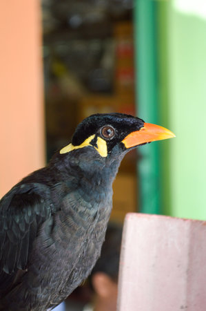 Black Birdの写真素材