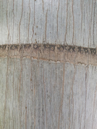 bark palm tree textureの写真素材