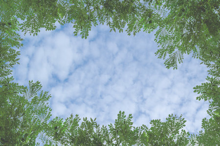 green leaves frame on blue sky backgroundの写真素材