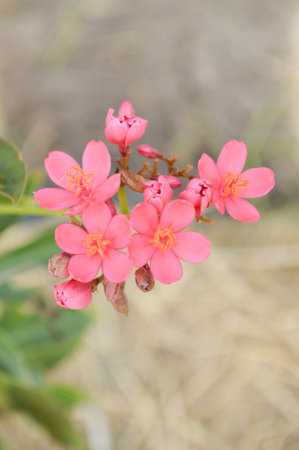 Jatropha integerrima flower, Peregrina or Spicy Jatropha flowerの写真素材