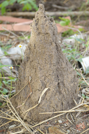 dry anthill in garden
