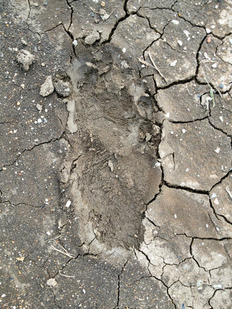 Footprint on the groundの写真素材
