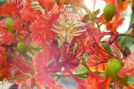 Flam boyant flower in gardenの写真素材