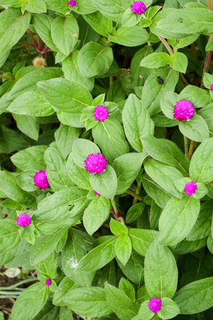 Beautiful purple flowers or Globe Amaranth in garden