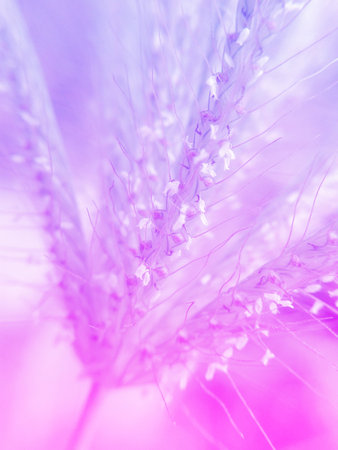 art color of swollen finger grass macroの写真素材