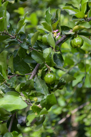 green acerola cherry tree in gardenの写真素材
