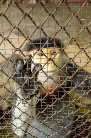 red shanked douc langur in cage , focus hand on cage