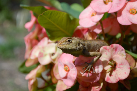 chameleon on pink flower in gardenの写真素材