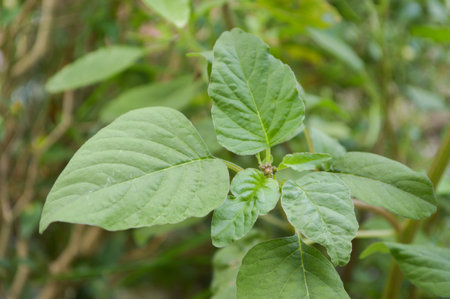 green Amaranth tree in vegetable garden