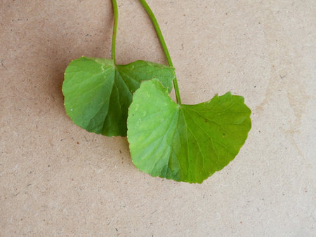 green centella asiatica leaves on wood floorの写真素材