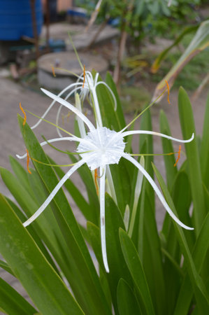 Schnhutchen Hymenocallis latifolia flower in gardenの写真素材