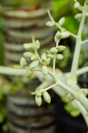 close up green seed palmの写真素材