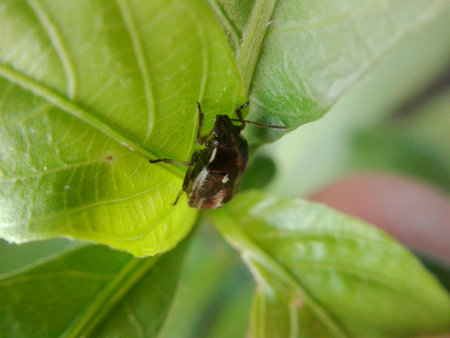 bug on green leavesの写真素材