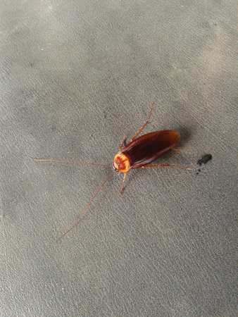 cockroach