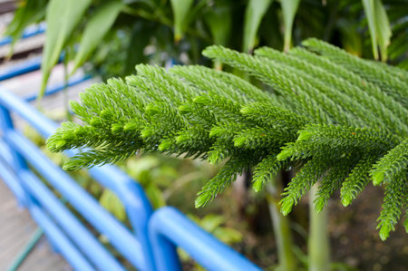 closeup of Nolfolk island pine leaves in the garden