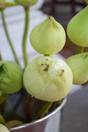 green bud lotus flowerの写真素材