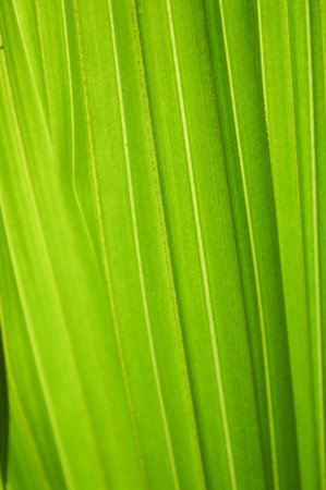 green palm leaves textureの写真素材