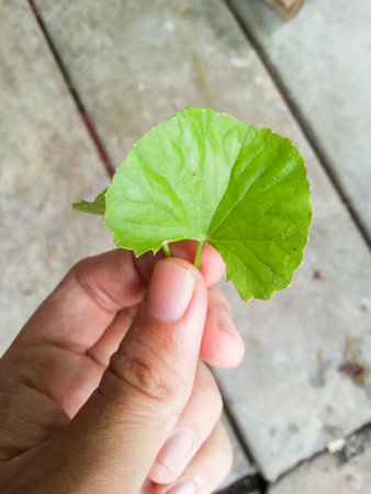green centella asiatica leaves on man handの写真素材