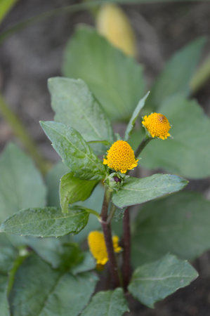 toothache plant tree in garden - Spilanthes oleraceaの写真素材