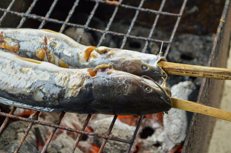 Catfish are grilled with charcoalの写真素材